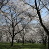 大西公園の桜