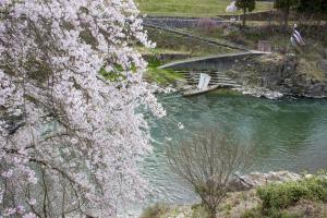 天龍峡桜祭り