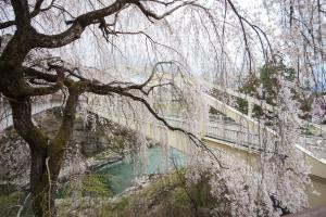 天龍峡桜祭り