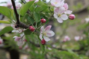 りんご並木（春）201504