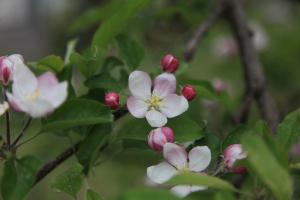 りんご並木（春）201504