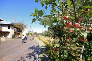 りんご並木（秋）201510