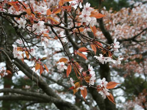 山桜