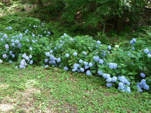 紫陽花