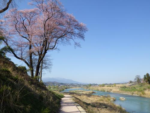 彼岸桜