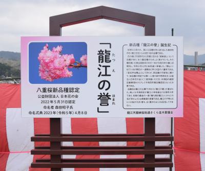 八重桜新品種発表セレモニー2