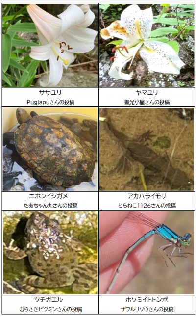投稿写真