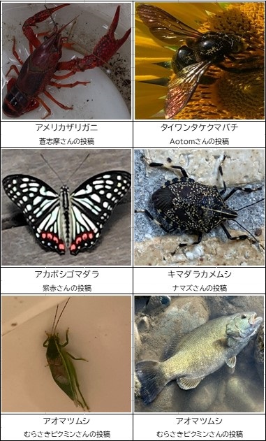 投稿写真一例