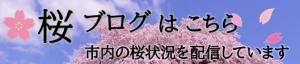 飯田市　桜ブログ
