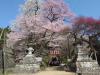 飯田市　飯沼神社　石段桜