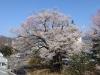 飯田市　長姫の江戸彼岸桜