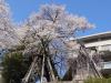 飯田市　夫婦桜