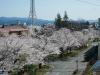 飯田市　大宮通り　桜並木