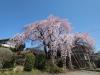 飯田市　黄梅院の桜