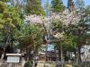 飯田市　清秀桜
