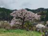 飯田市周辺　阿智村　黒船桜