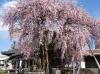 飯田市　専照寺　桜