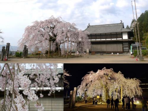 飯田市　麻績の里　舞台桜