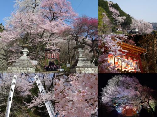 飯田市　飯沼神社　石段桜