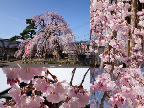 飯田市　高松薬師の枝垂れ桜　正命寺