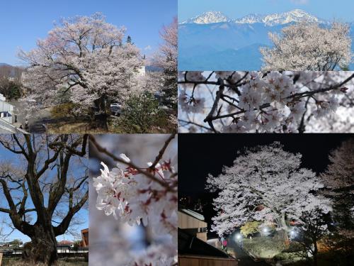 飯田市　長姫の江戸彼岸　安富桜