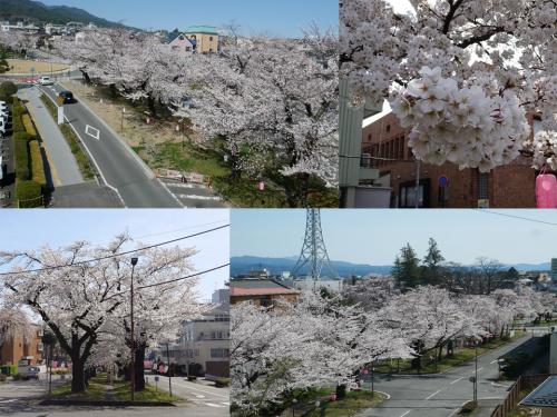 飯田市　大宮通り桜並木