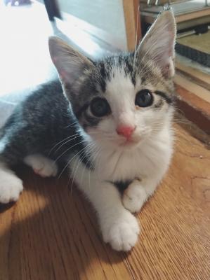 猫