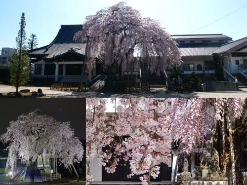 飯田市　専照寺　桜