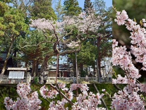 飯田市　清秀桜