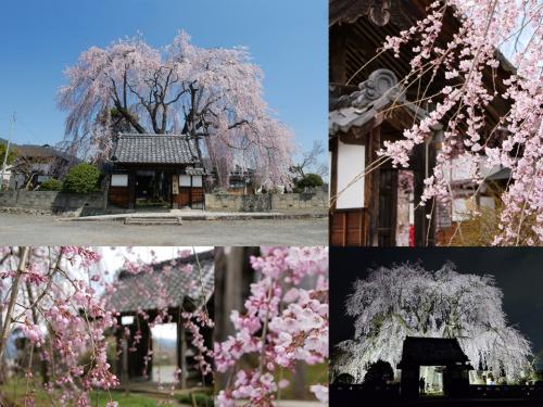 飯田市　増泉寺　桜