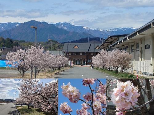 飯田市　川路　春めき桜