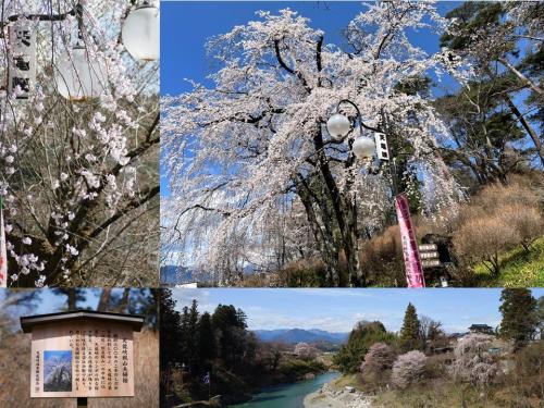 飯田市　天龍峡　夫婦桜
