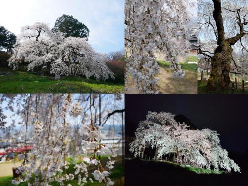 飯田市　松尾　くよとの枝垂れ桜