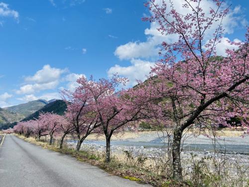 飯田市　遠山郷　河津桜