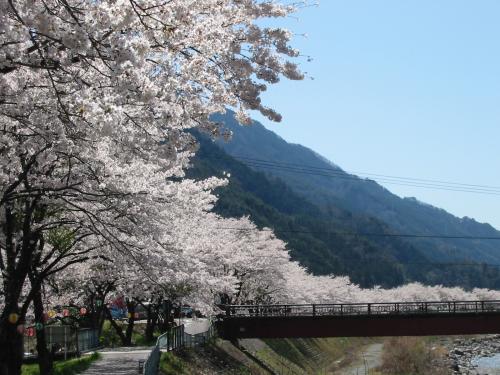 飯田市　遠山郷　染井吉野　桜