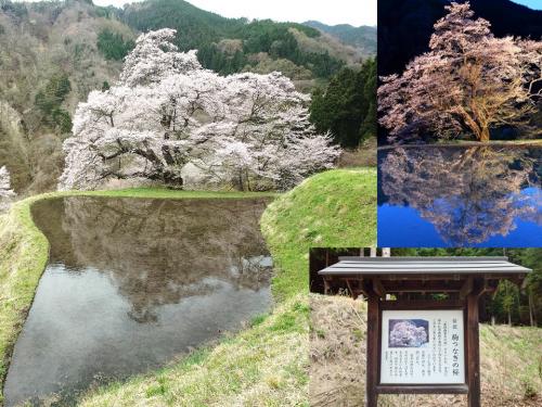 阿智村　駒つなぎの桜