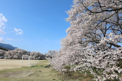 高森南小学校　桜