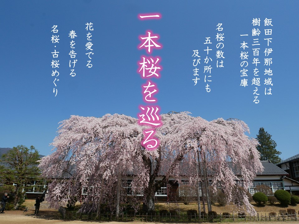 飯田市　一本桜