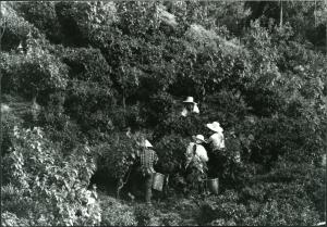 茶摘みの風景 昭和53年