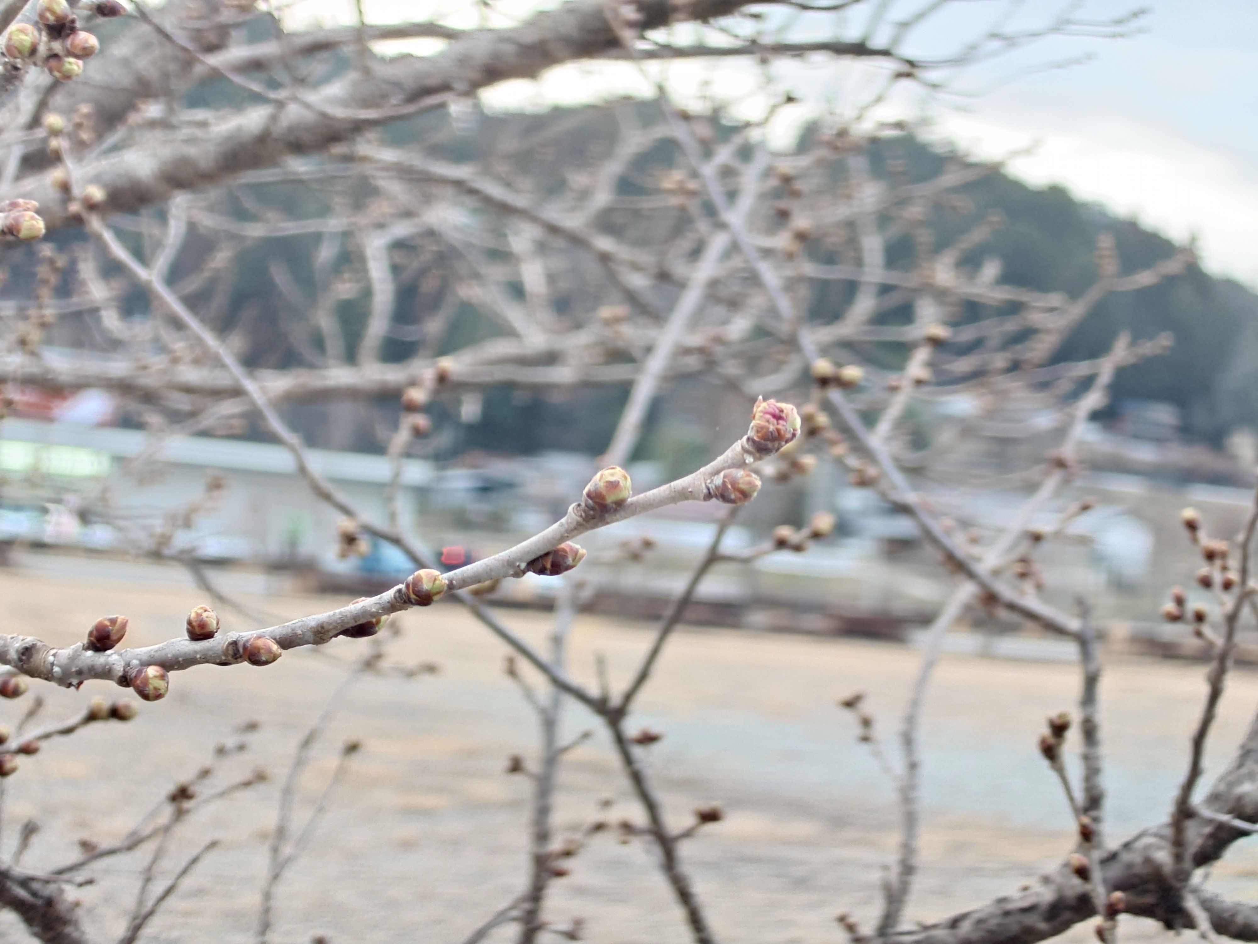 飯田市 川路 春めき桜