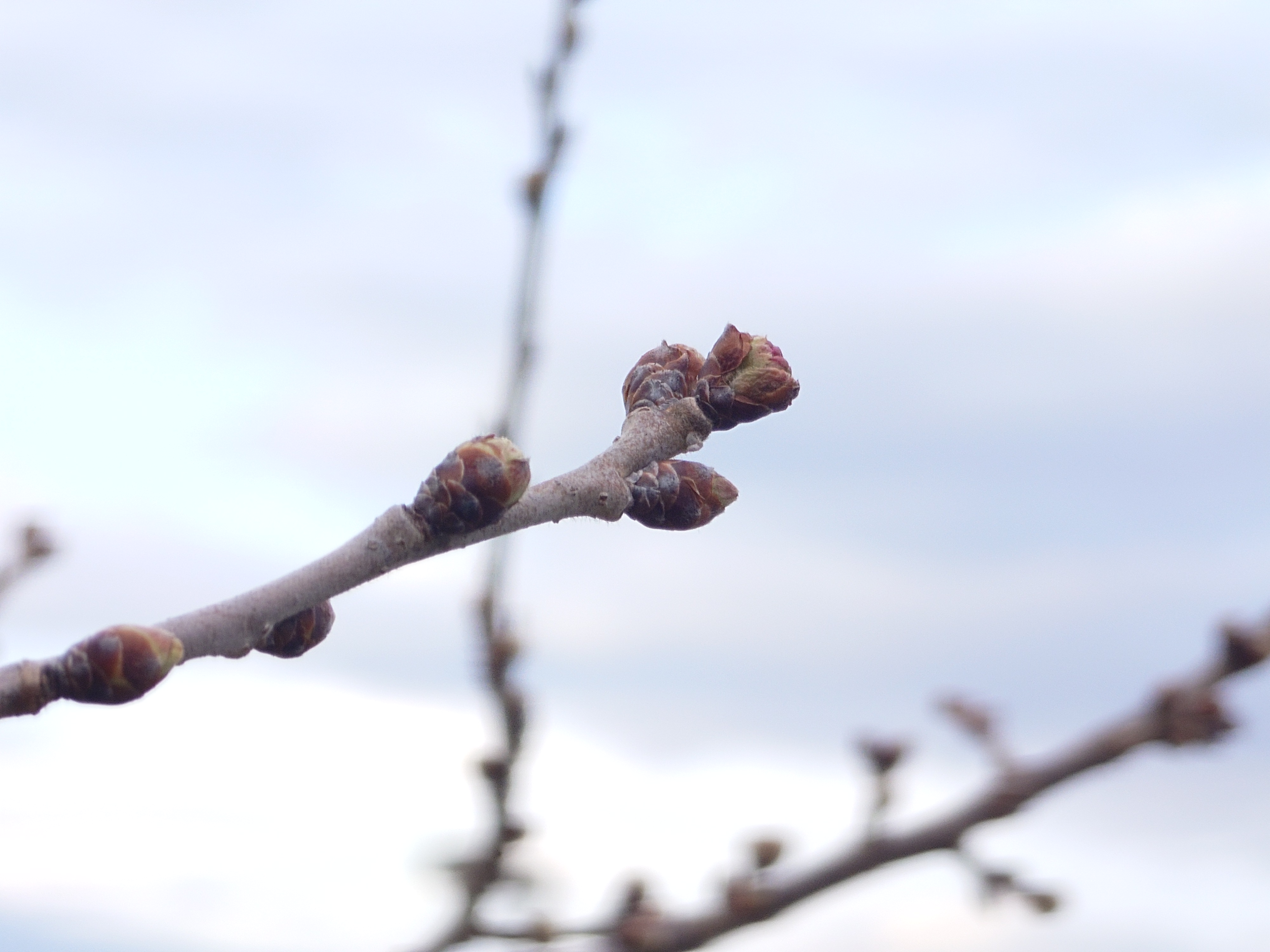 飯田市 川路 春めき桜2
