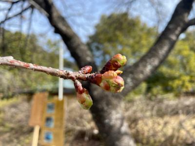 飯田市　遠山郷　河津桜