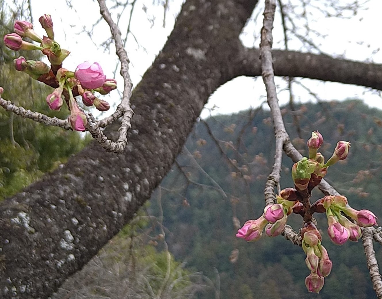 飯田市 遠山郷 河津桜20260227