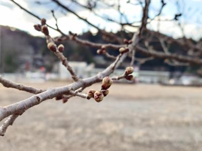 飯田市　川路　春めき桜20260226