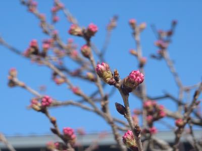 飯田市川路 春めき桜 20260301