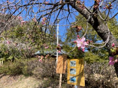 飯田市 遠山郷 河津桜 20260228
