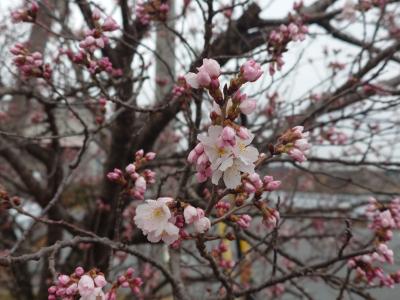 飯田市 川路 春めき桜 20260303