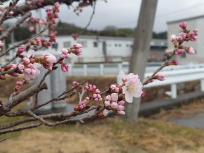 飯田市 川路 春めき桜 20260303-2