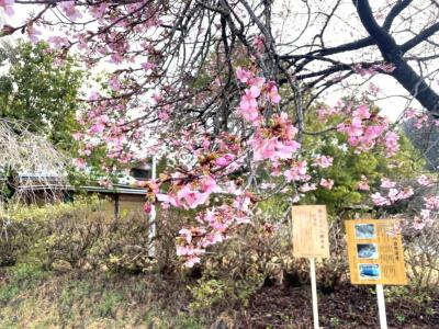 飯田市 遠山郷 河津桜 20260304