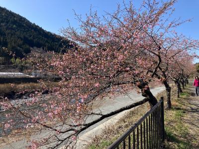 飯田市 遠山郷 河津桜 20260305